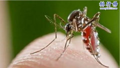 <b><font color='#333333'>世界最大的蚊子吃人：非洲蚊子咬死近40人（毒性似瘟疫）</font></b>